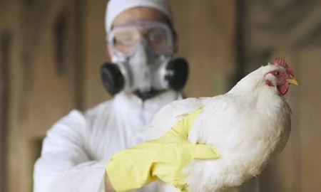 شناسایی دومین واحد مرغداری آلوده به آنفلوانزا در ایالت نیوساوت ولز 