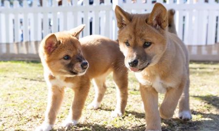 تصمیم جنجالی دولت ایالت کوئینزلند؛ آیا دینگوها رسماً "سگ اهلی" طبقه‌بندی می‌شوند؟