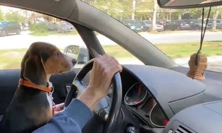 هشدار پلیس استرالیا: جریمه سنگین نشاندن سگ روی زانو هنگام رانندگی