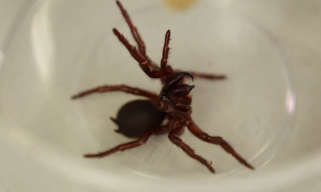 تبدیل زهر مرگبارترین عنکبوت استرالیا به دارویی نجات‌بخش