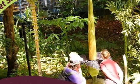 شکوفایی "بدبوترین گل جهان" در آدلاید؛ فرصتی نادر برای تماشای "گل جسد"